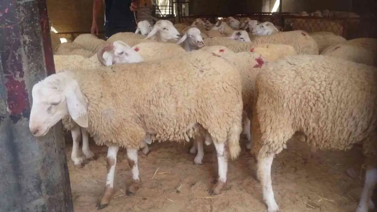 Moutons de l’Aïd : la nouvelle stratégie pour casser les prix