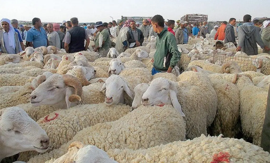 Mouton Aïd Al Adha 2022 : les prix déjà à la hausse