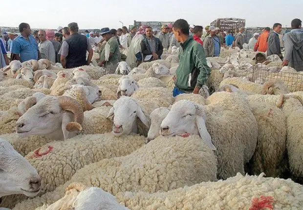 Mouton Aïd Al Adha 2022 : les prix déjà à la hausse