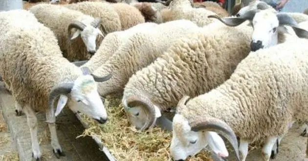 Moutons Aid Al-Adha 2022 : les prix toujours aussi élevés