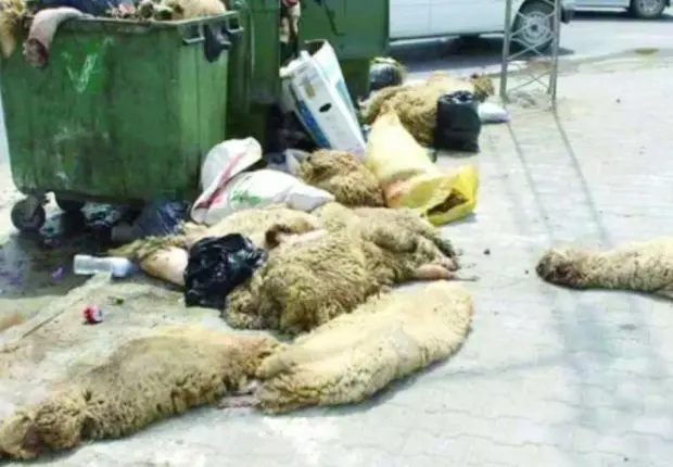 Aïd al-Adha 2022 : vers la collecte des peaux des moutons sacrifiés