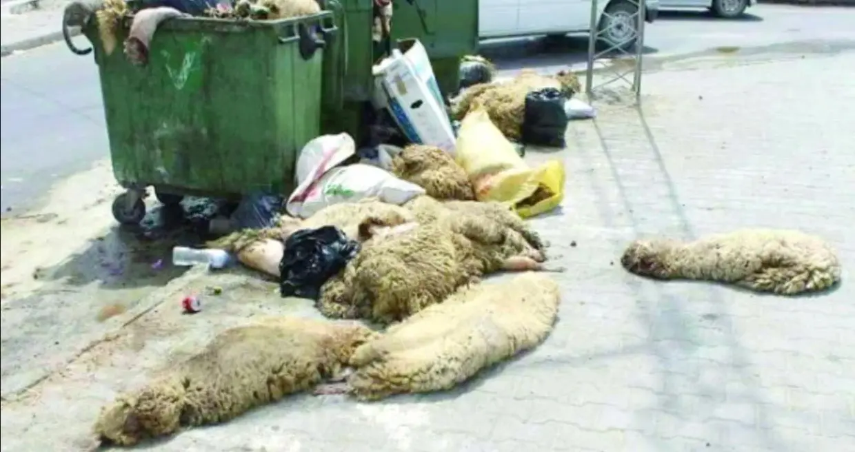 Aïd al-Adha 2022 : vers la collecte des peaux des moutons sacrifiés