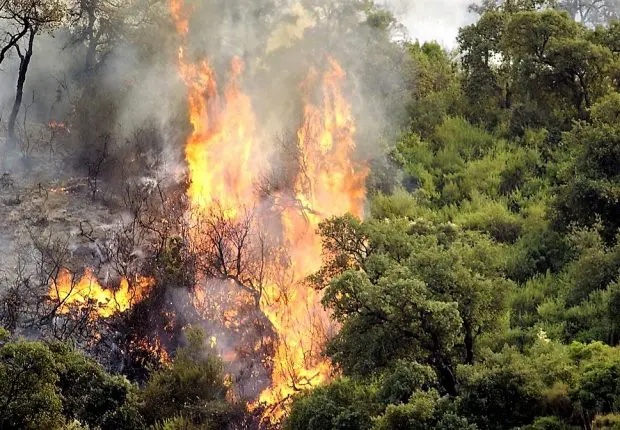 Skikda : le bilan des victimes des incendies s’alourdit