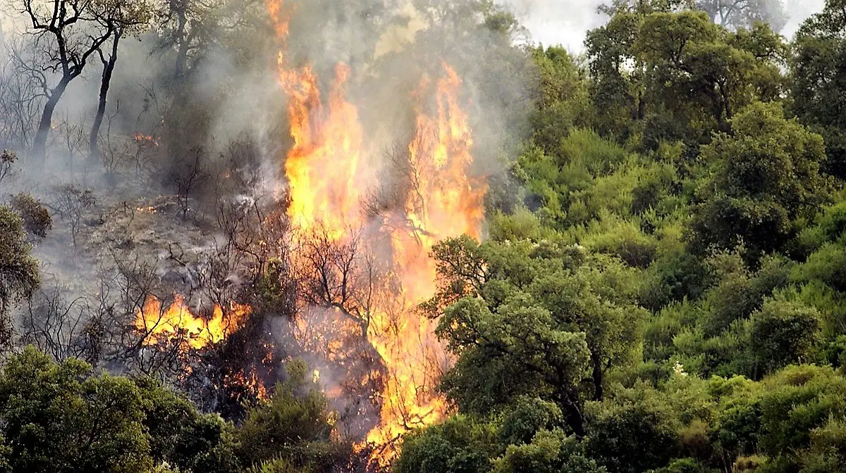 Skikda : le bilan des victimes des incendies s’alourdit