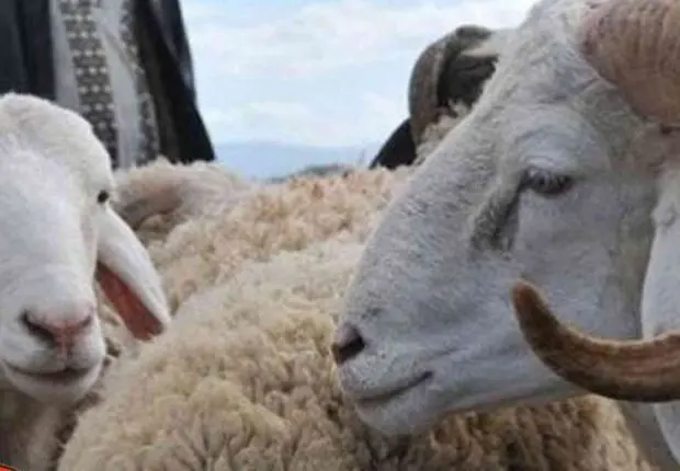 Aïd El Adha 2022 : le ministère annonce de nouvelles mesures