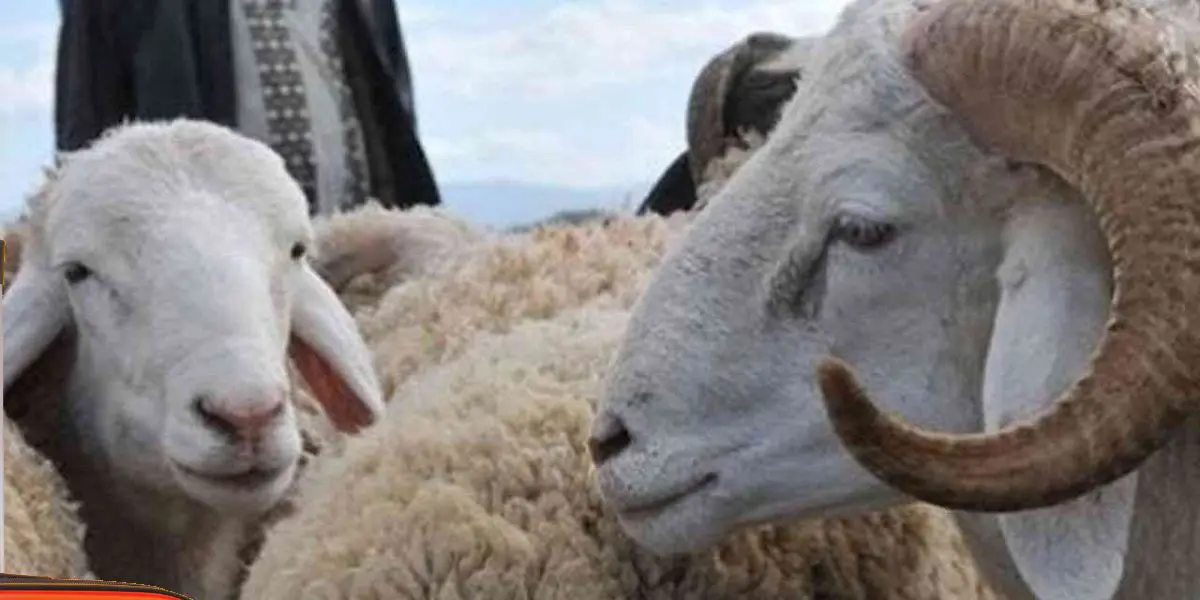 Aïd El Adha 2022 : le ministère annonce de nouvelles mesures