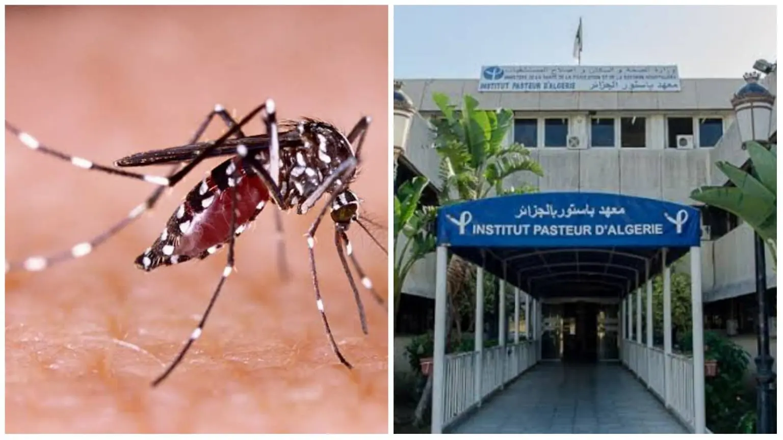 Moustique tigre en Algérie : communiqué important de l’institut pasteur
