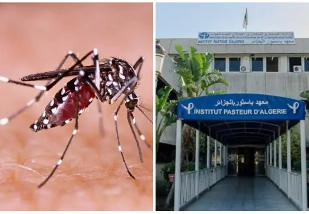 Moustique tigre en Algérie : communiqué important de l’institut pasteur
