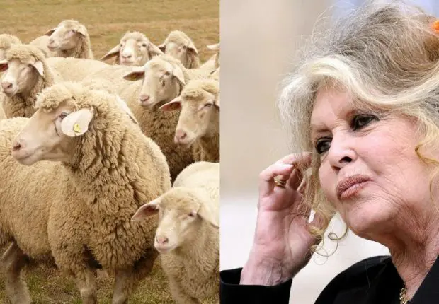 France : Brigitte Bardot qualifie l’Aïd al-Adha de « fête immonde »