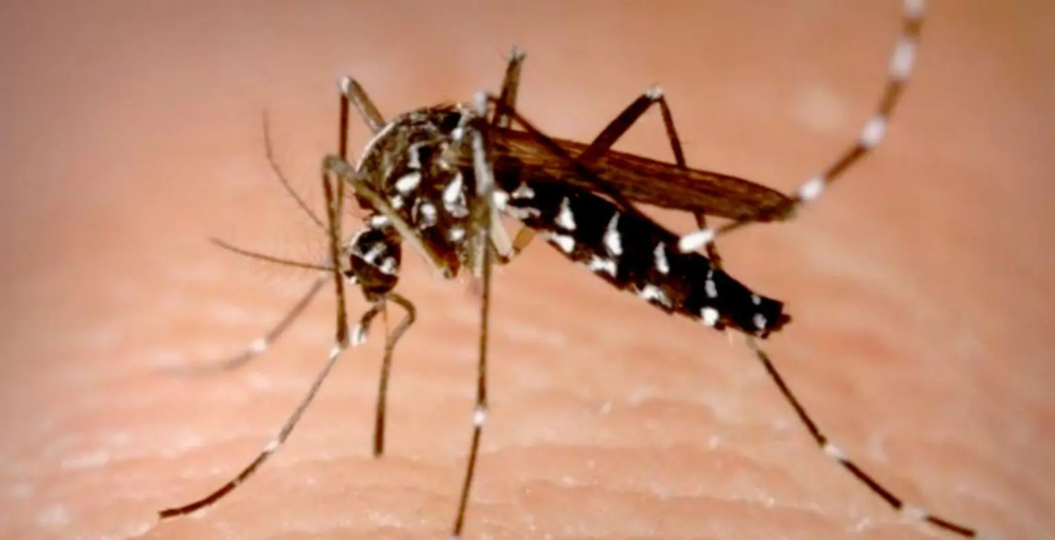 Moustique tigre en Algérie : le Ministère de la Santé réagit