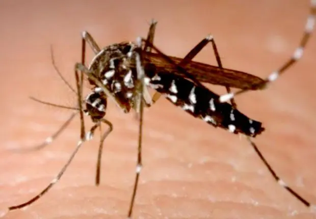Moustique tigre en Algérie : le Ministère de la Santé réagit