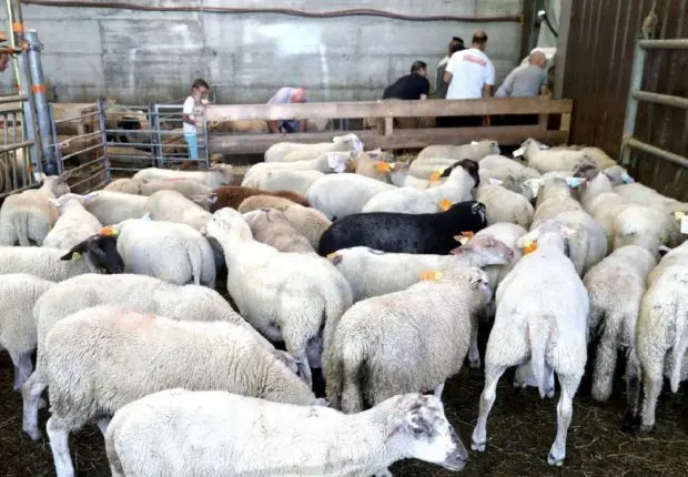 Aïd al-Adha en France : bras de fer entre les élus et les musulmans