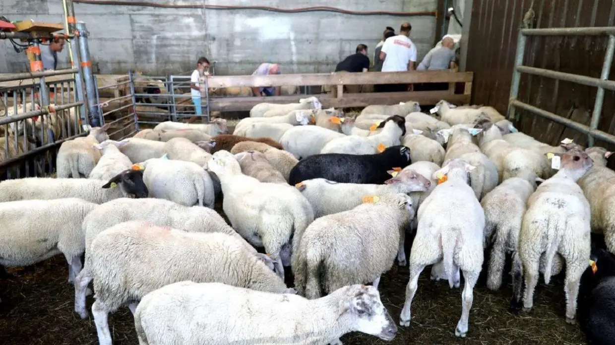 Aïd al-Adha en France : bras de fer entre les élus et les musulmans