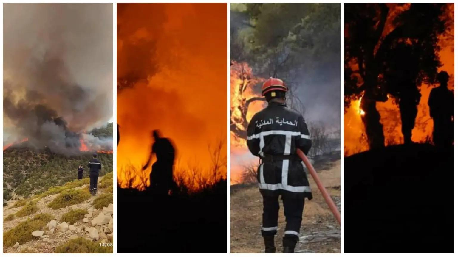 Feux de Forêts 2022 en Algérie: le point sur la situation de ce 15 aout