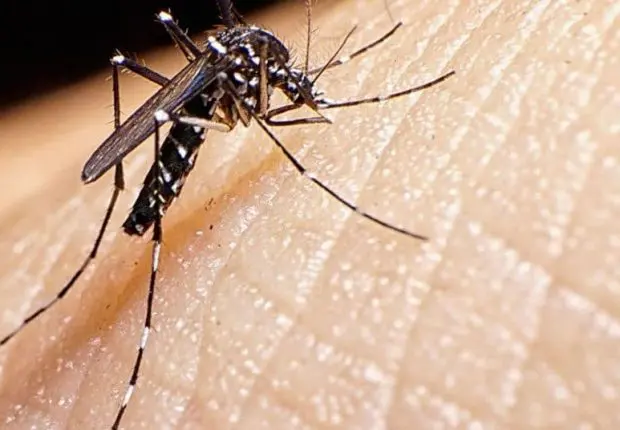 Moustique tigre en Algérie : les mises en garde d’un spécialiste