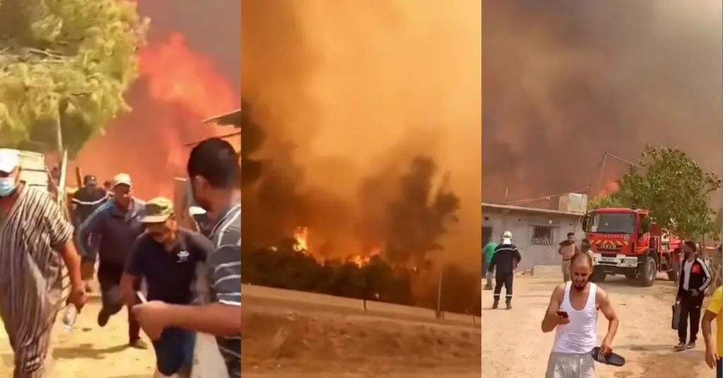 Incendies à Sétif et El Tarf : le bilan des décès s’alourdit