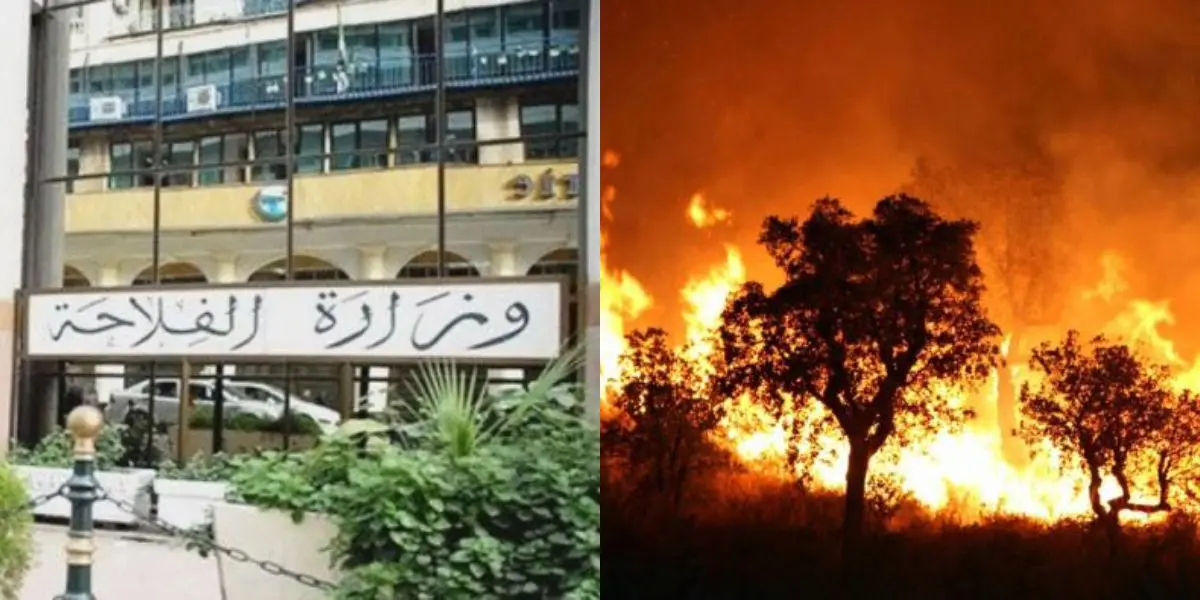 Feux de forêt : le ministère de l’agriculture livre une mise au point