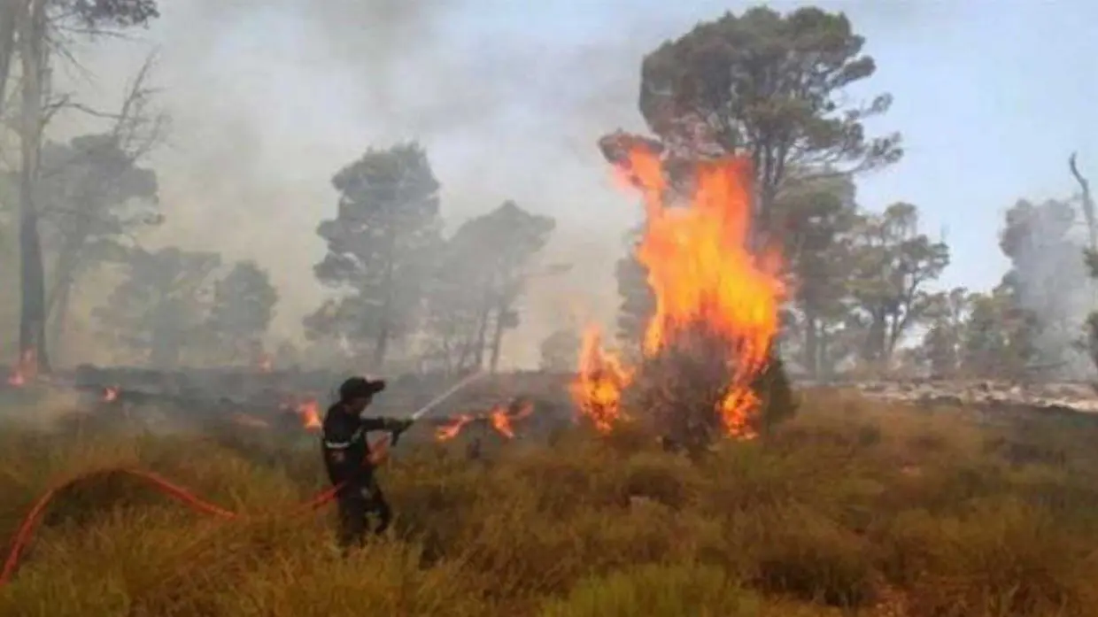 Feux de forêts 2022 en Algérie : le bilan s’alourdit