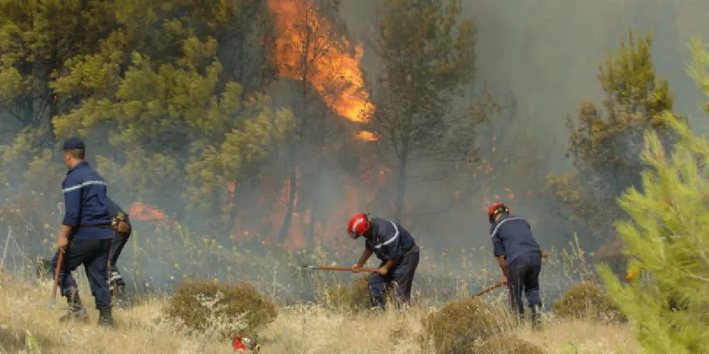 Incendies en Algérie : que faire face à un départ de feu de forêt ?
