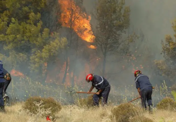 Incendies en Algérie : que faire face à un départ de feu de forêt ?
