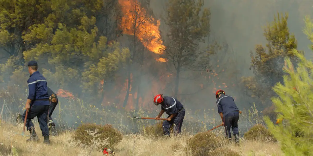 Incendies en Algérie : que faire face à un départ de feu de forêt ?
