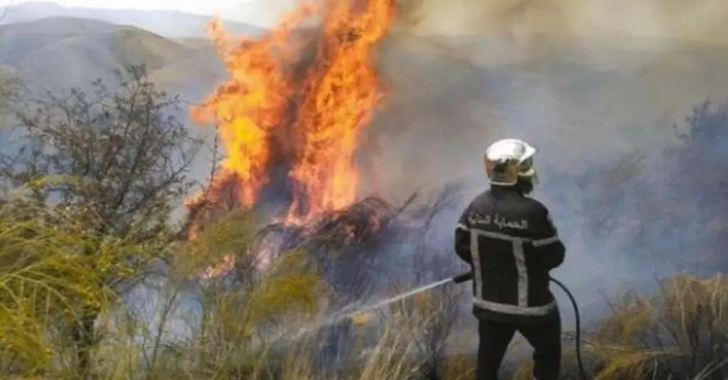Feux de forêts en Algérie : 242 incendies recensés en une semaine par la protection civile