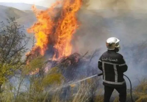 Feux de forêts en Algérie : 242 incendies recensés en une semaine par la protection civile