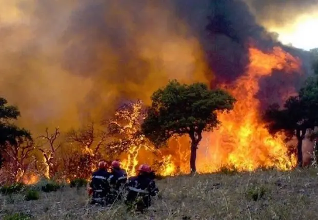 Feux de forêt à l’est et au centre : la DGPC fait le point sur les opérations d’extinction