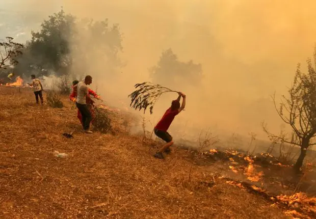 Feux de forêts à El Tarf : arrestation de 3 personnes