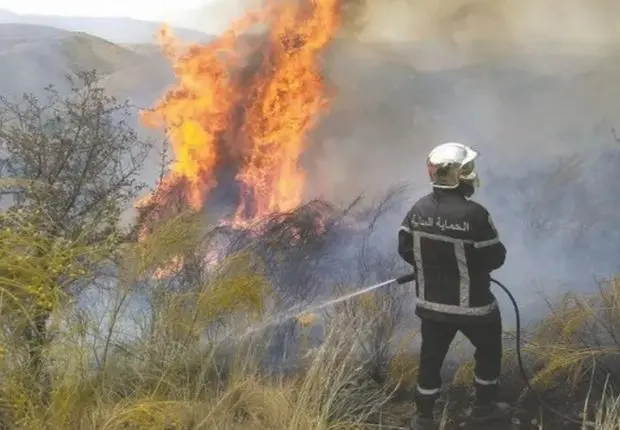 Feux de forêts 2022 en Algérie : le point sur la situation ce 19 août