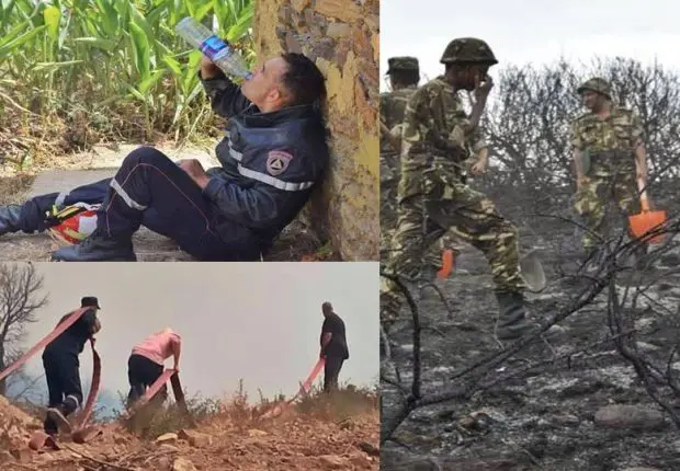 Feux de forêts en Algérie : vaste élan de solidarité avec les sinistrés