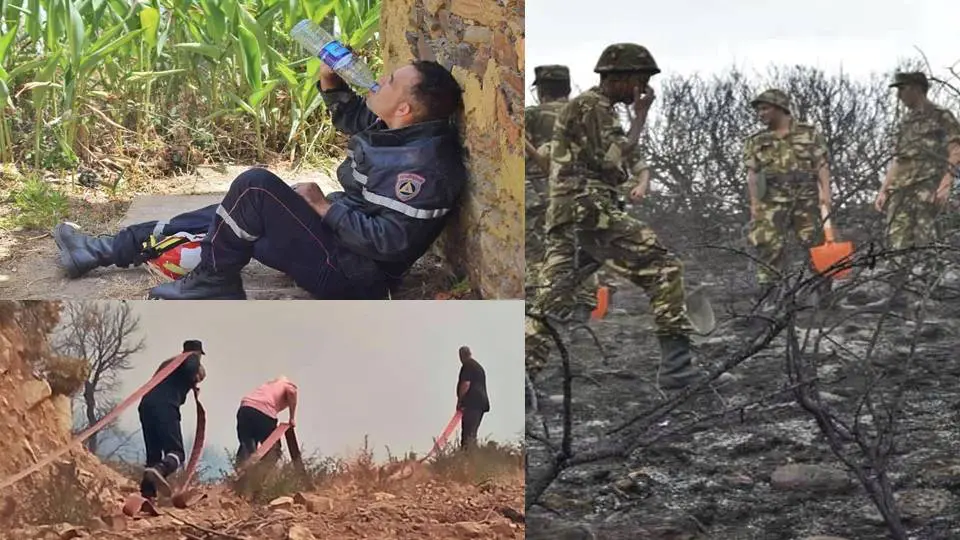 Feux de forêts en Algérie : vaste élan de solidarité avec les sinistrés