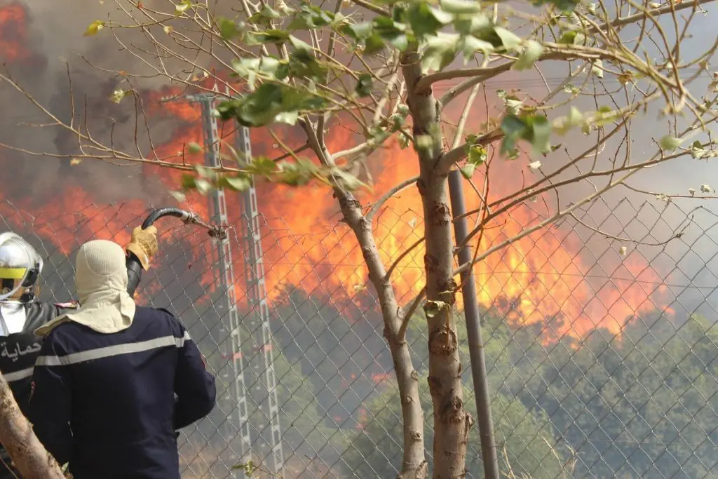Feux de forêts à El Tarf et Souk Ahrass : le nombre de décès augmente