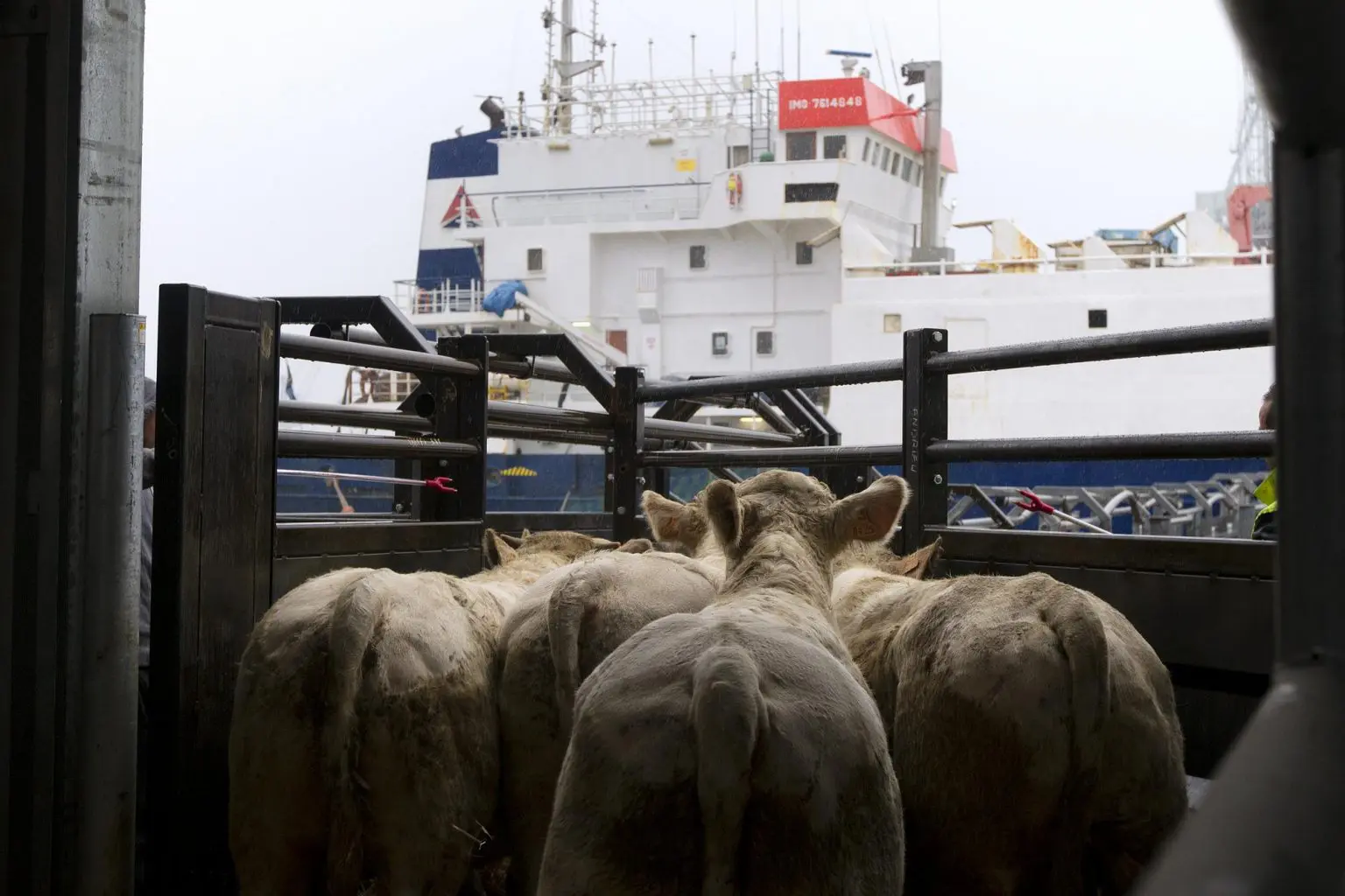 Une cargaison de taurillons français refoulée au port d’Alger