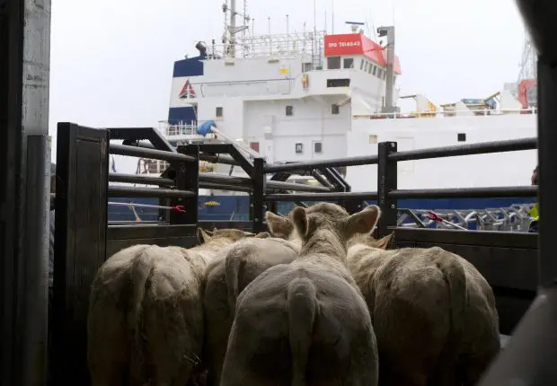 Une cargaison de taurillons français refoulée au port d’Alger