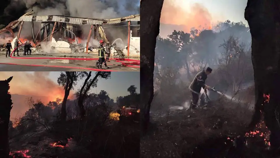 Les feux de forêts de retour : 3 wilayas touchées