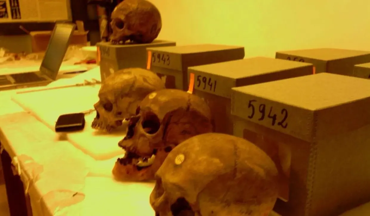 Restitution des crânes algériens : le débat relancé en France