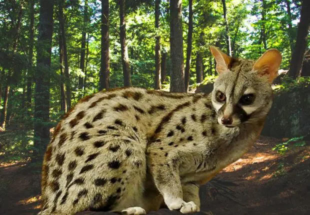 Menacé de disparaitre, le Zerdi fait sa réapparition en Algérie