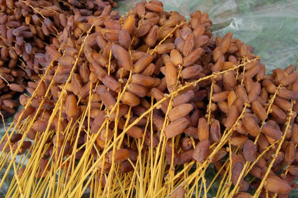Exportation de dattes : l’Algérie ne figure pas dans le top 5 mondial