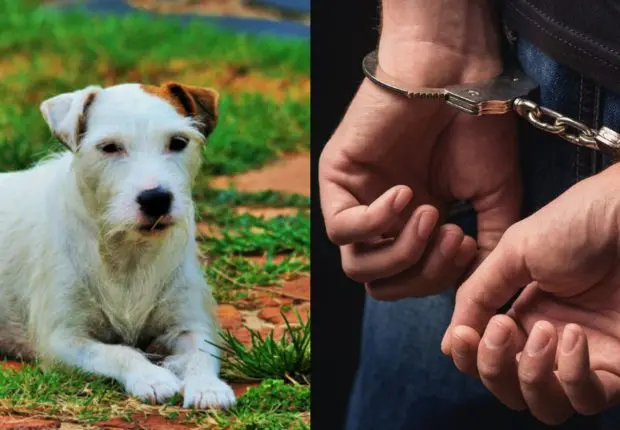 Une bande condamnée pour avoir torturé un chien à El Tarf