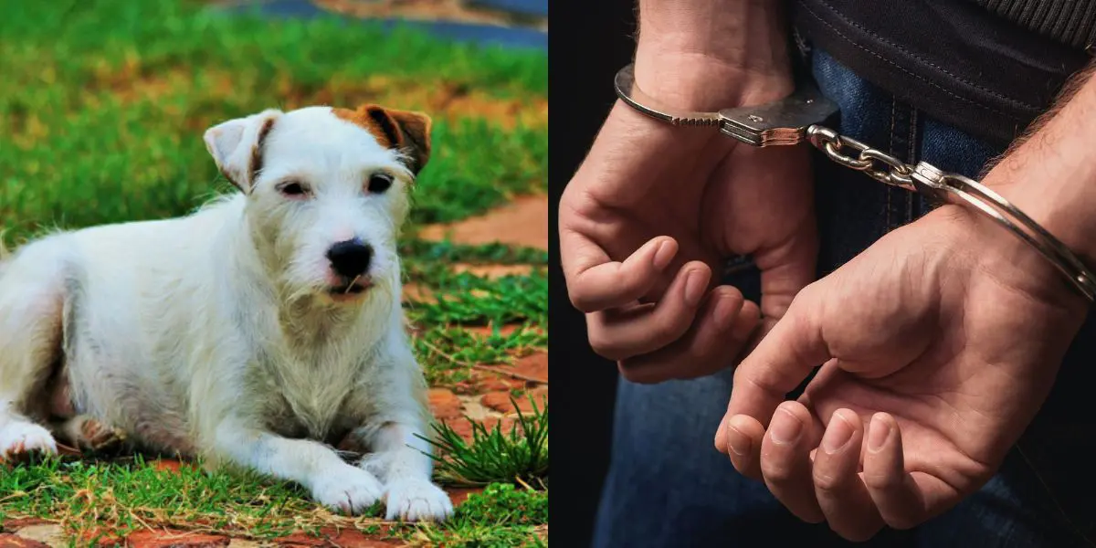 Une bande condamnée pour avoir torturé un chien à El Tarf