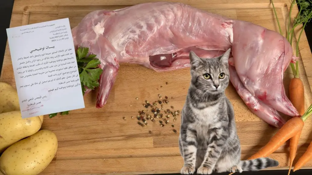 Vente viande de chat – Alger : les autorités prennent des mesures