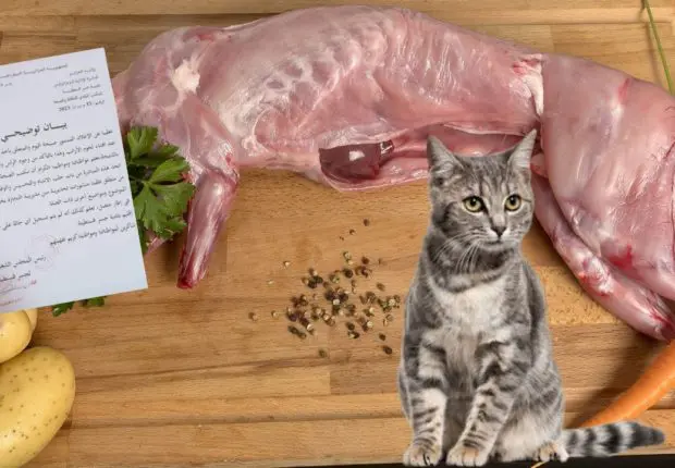 Vente viande de chat – Alger : les autorités prennent des mesures