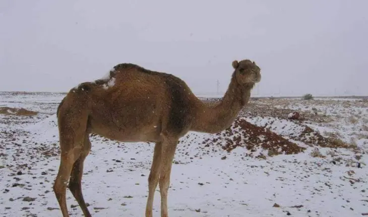 Neige au Sahara algérien (2023)