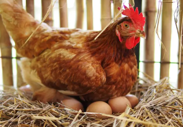 Prix des œufs : l’État autorise l’importation de poules pondeuses