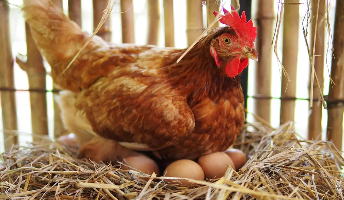 Prix des œufs : l’État autorise l’importation de poules pondeuses