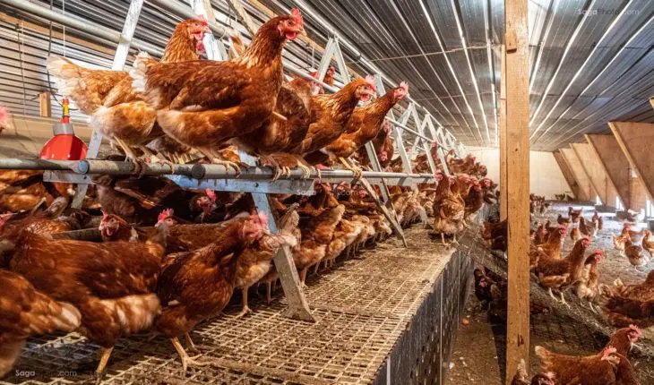 Poules pondeuses dans un poulailler