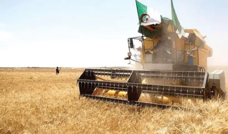 Moissonneuse dans un champ de blé en Algérie