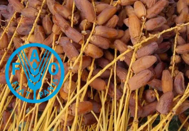 L’Algérie ne figure pas dans le top 3 mondial des pays producteurs de dattes (FAO)