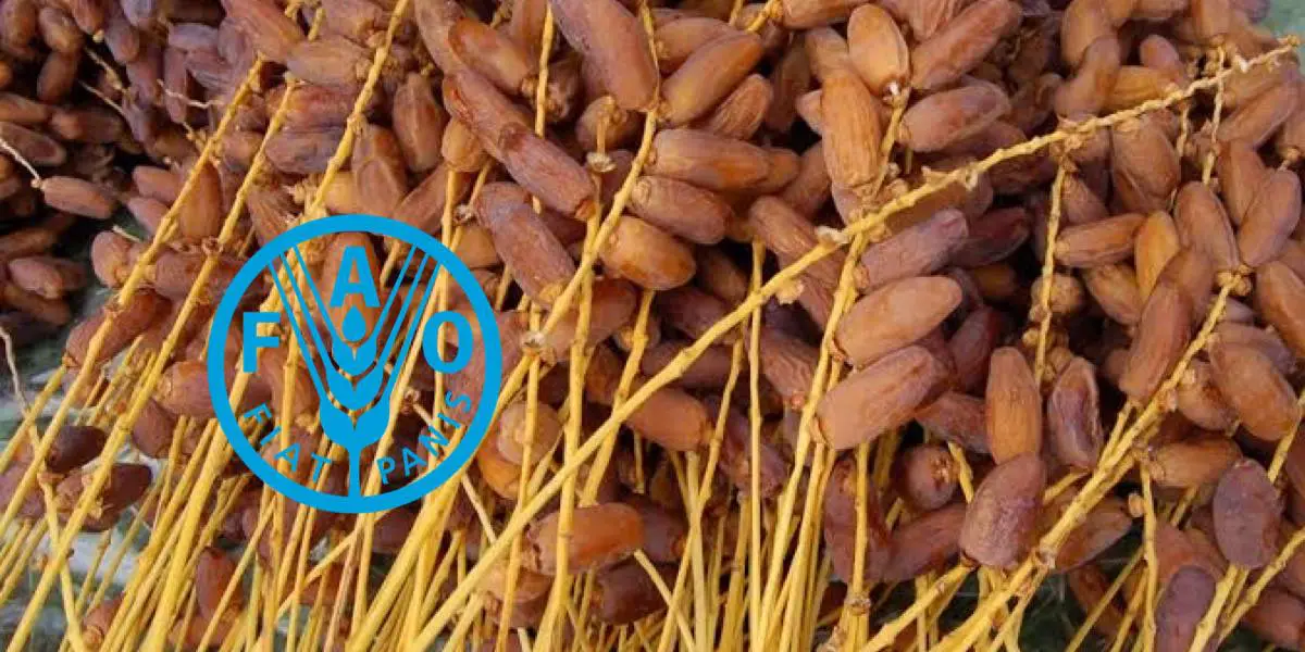 L’Algérie ne figure pas dans le top 3 mondial des pays producteurs de dattes (FAO)